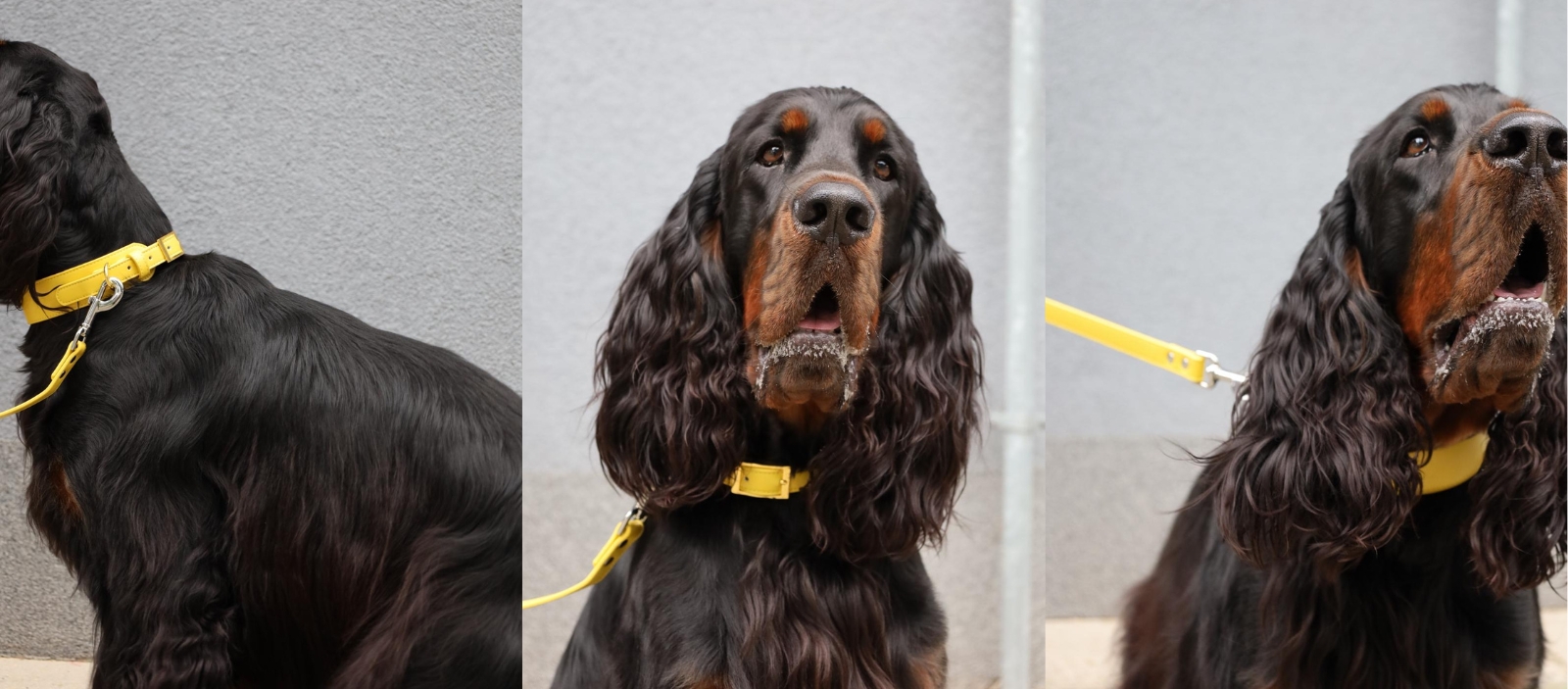 Vodítko a obojok pre psa z kolekcie RING