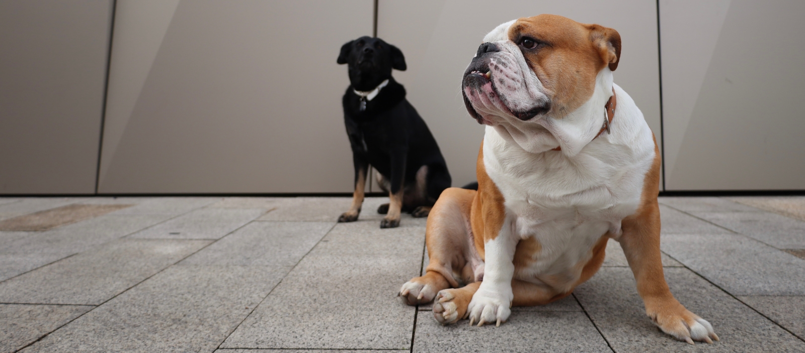 01 Lilo a Radúz banner