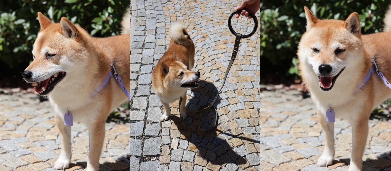 obojok, postroj a vodítko pre psov od lilos.sk