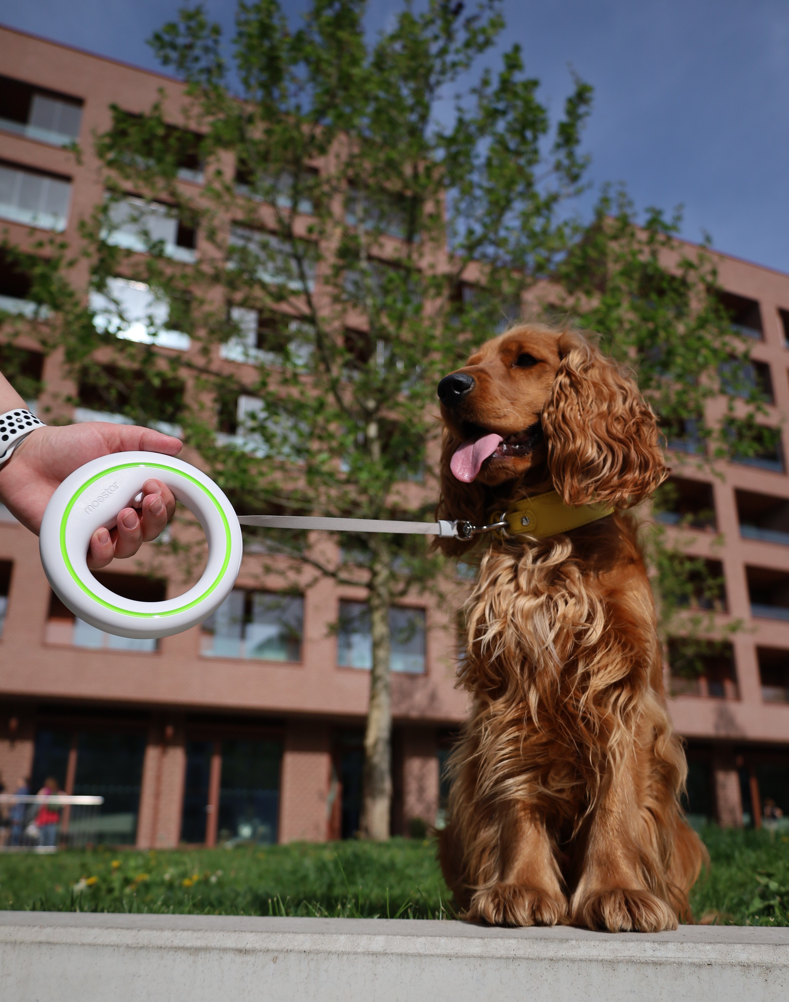 cockerspaniel