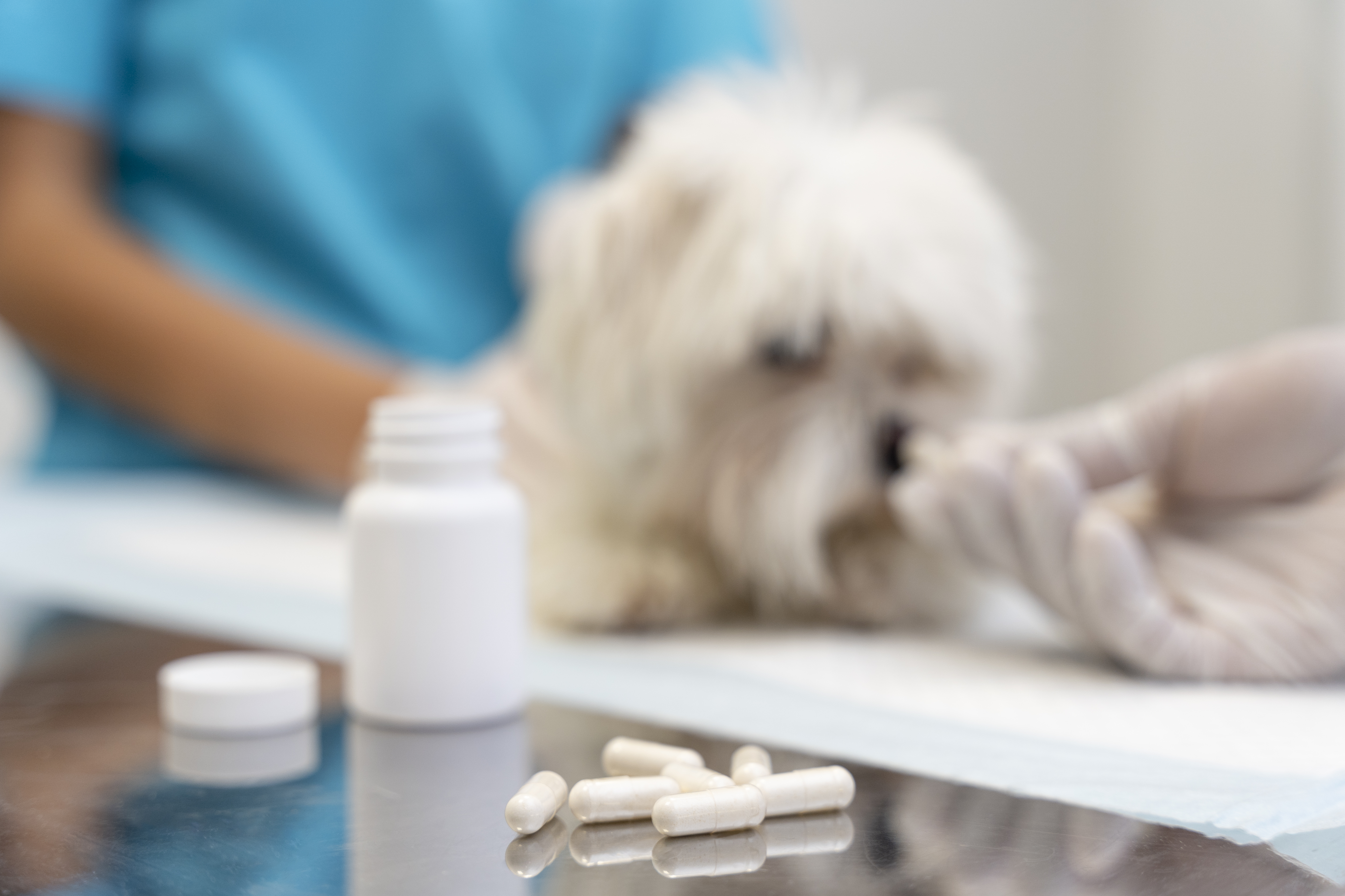 close-up-veterinarian-taking-care-pet