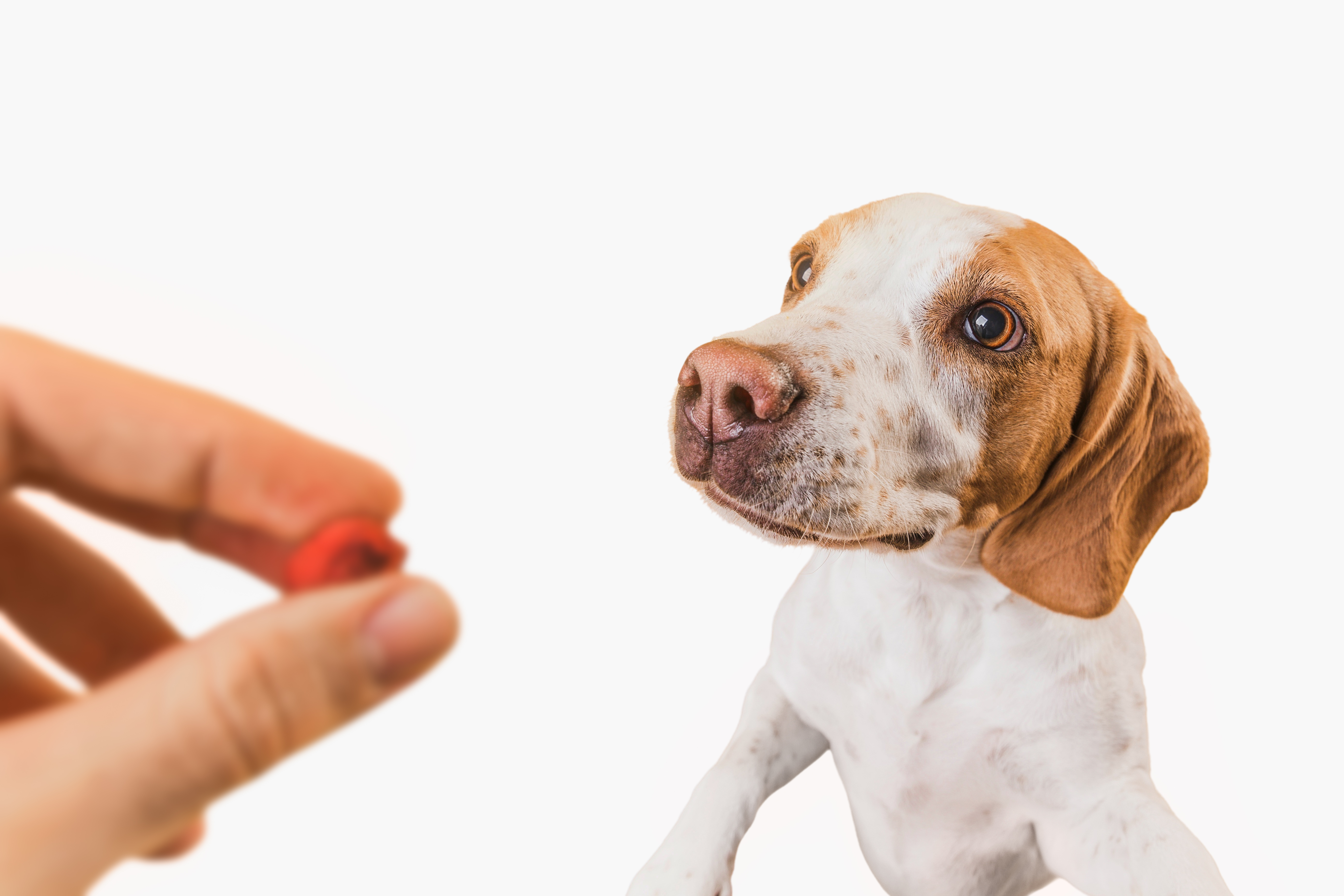 cute-pet-collage-isolated