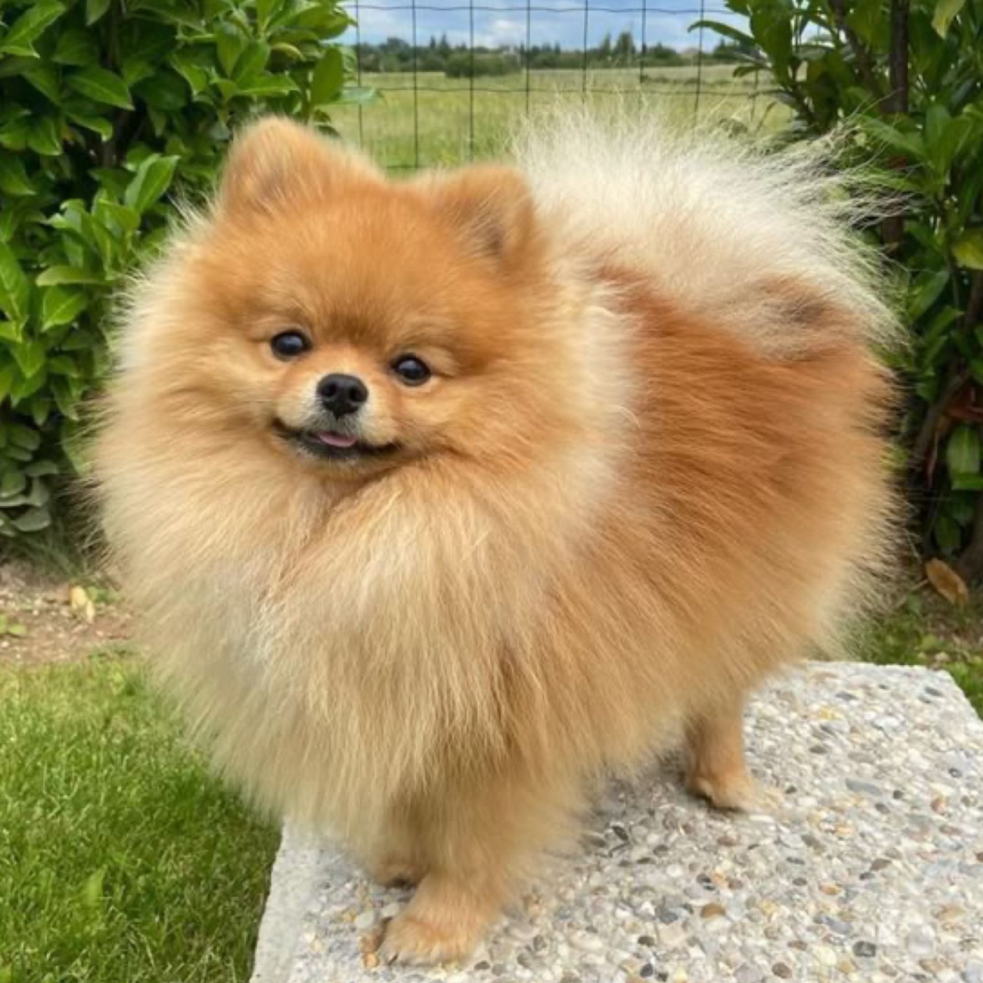 pomerian