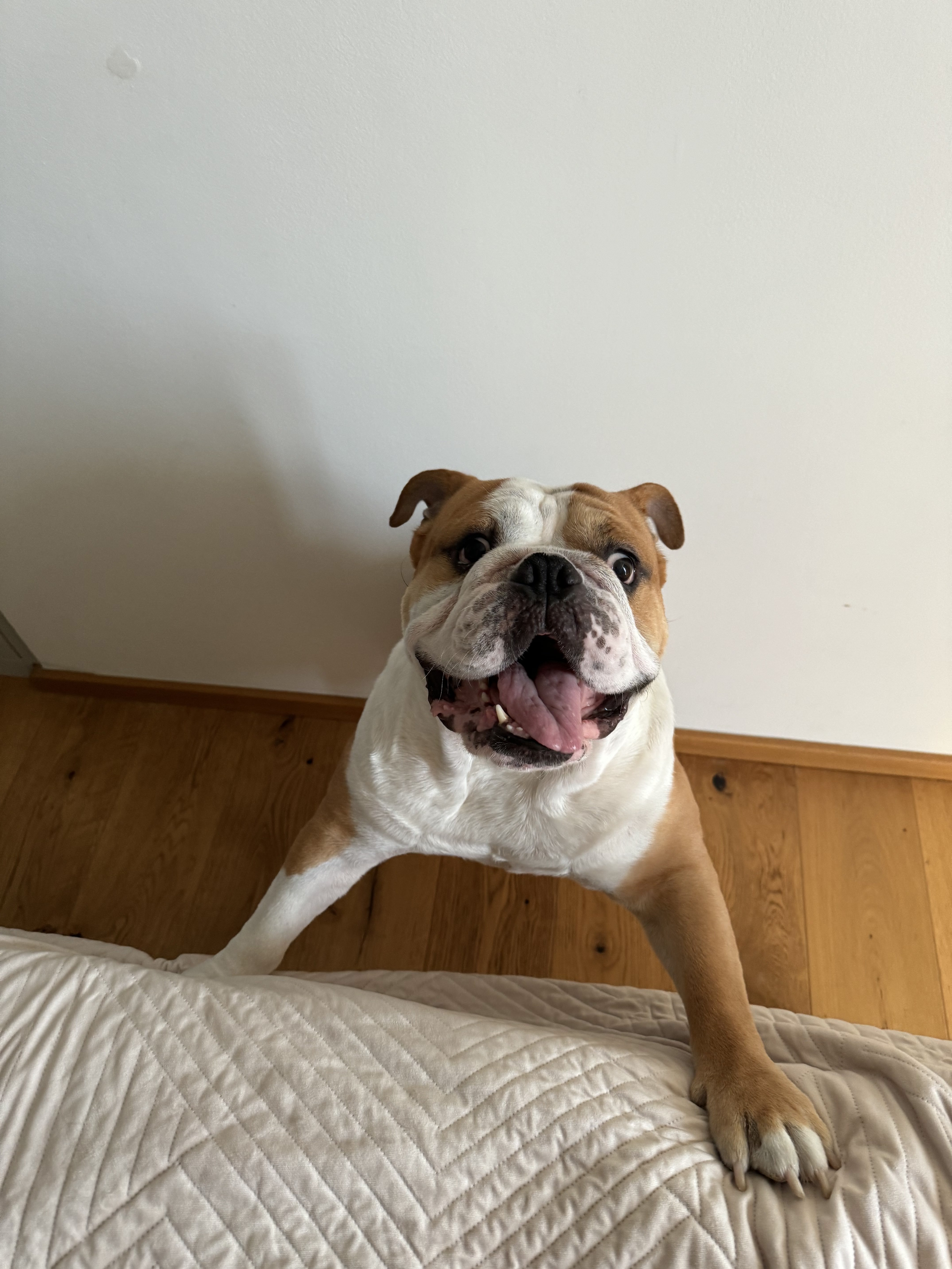 Hravý anglický buldog