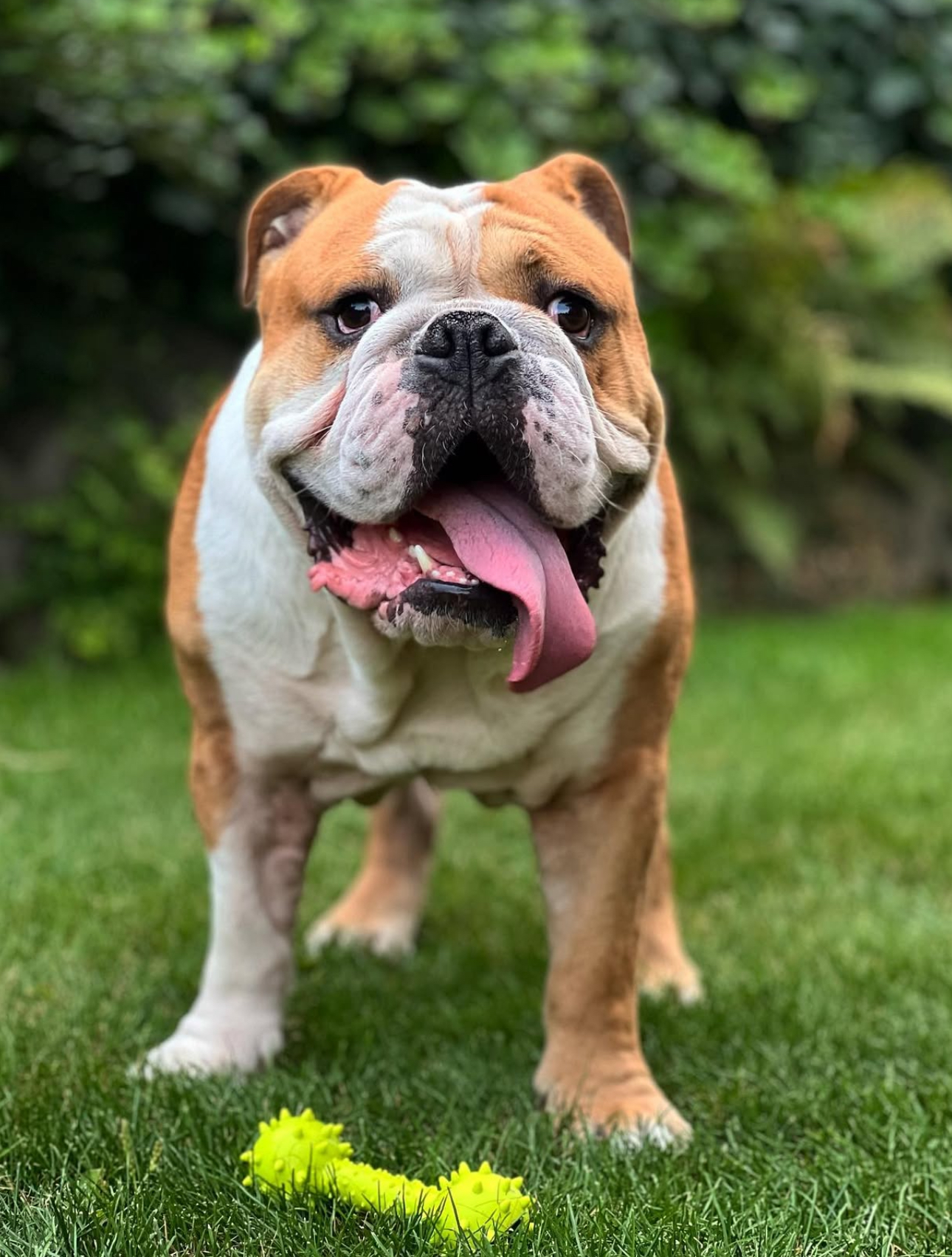 Anglický buldog Lilo