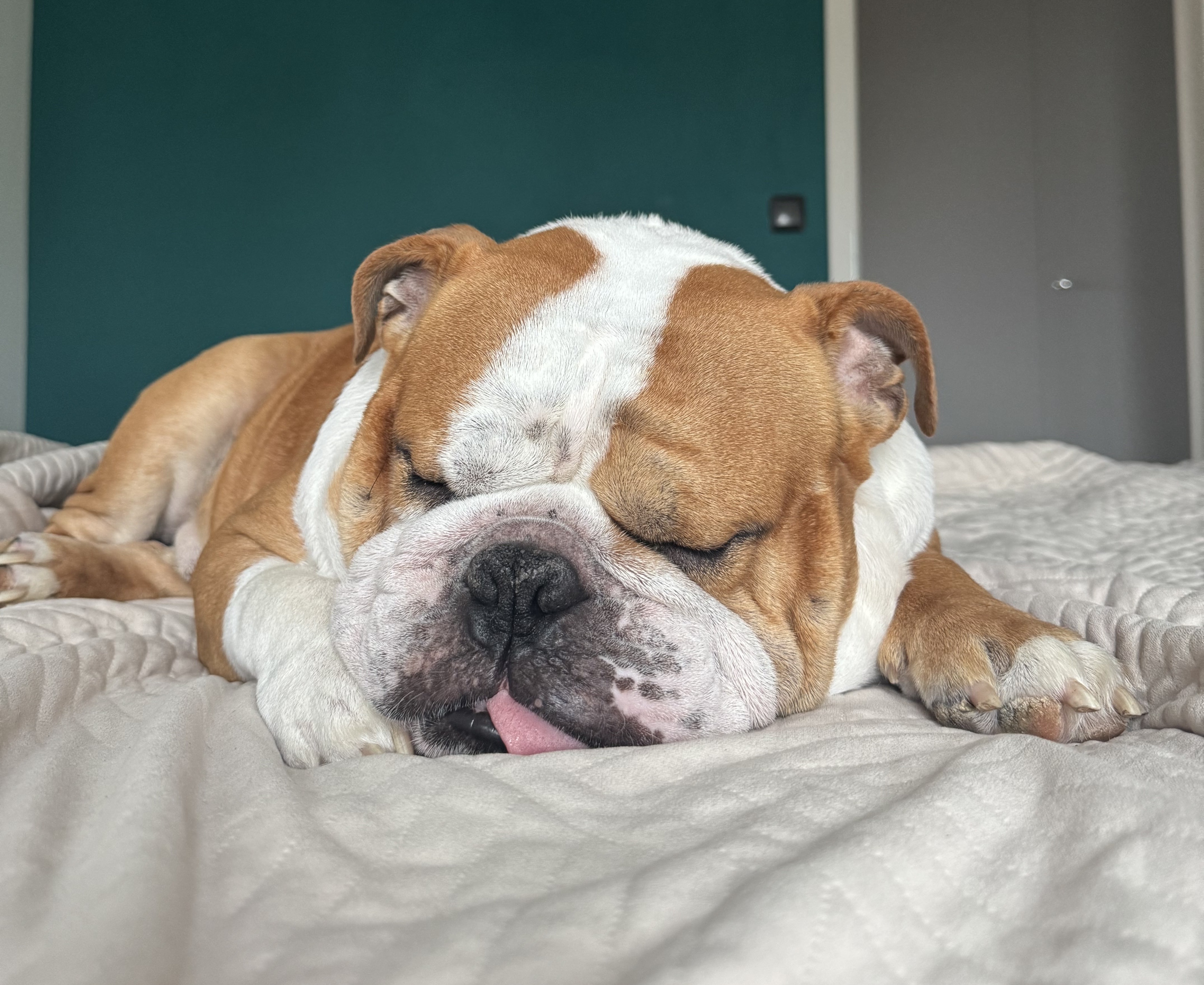 Ospalý anglický buldog