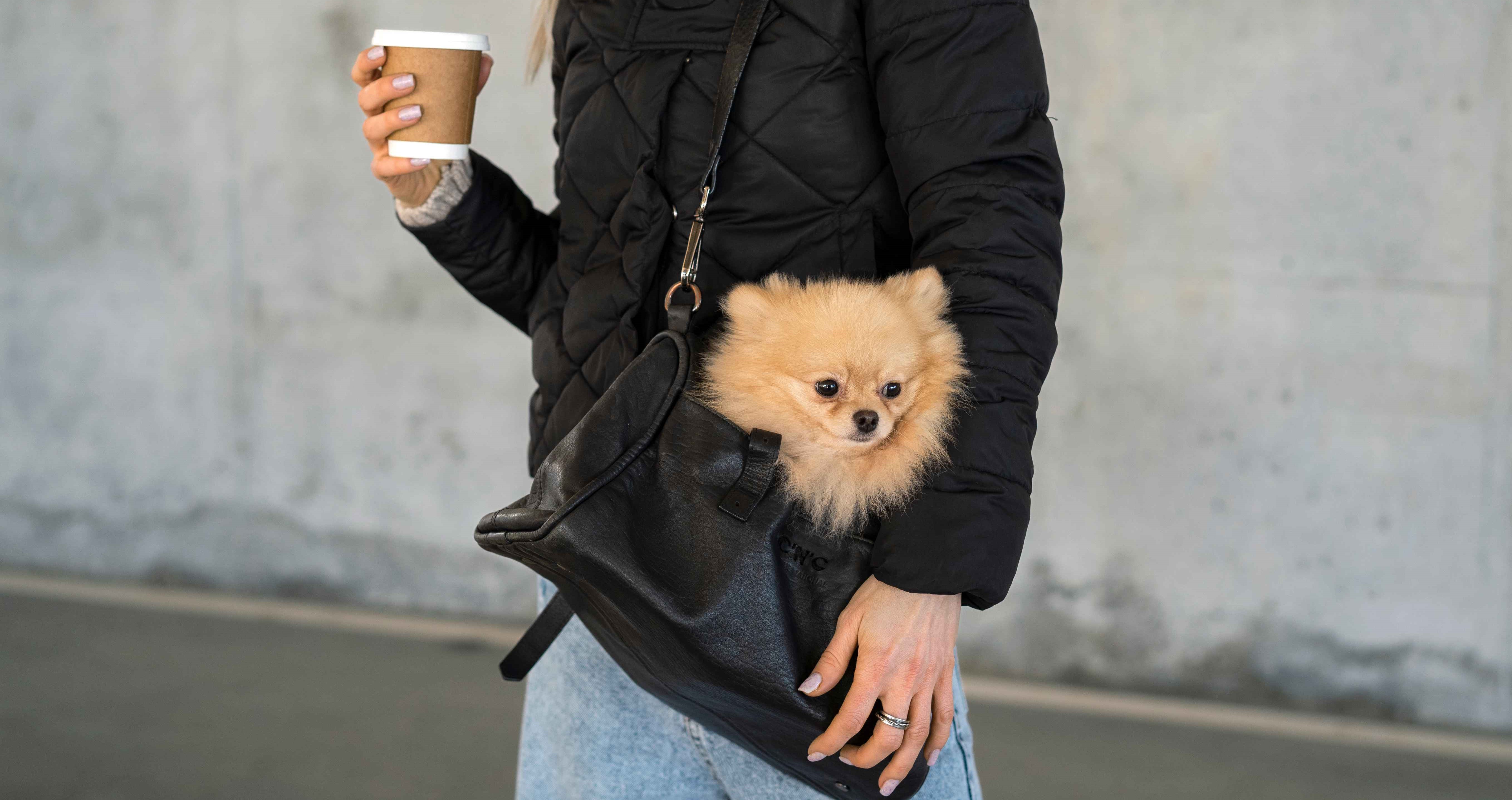 pomeranian