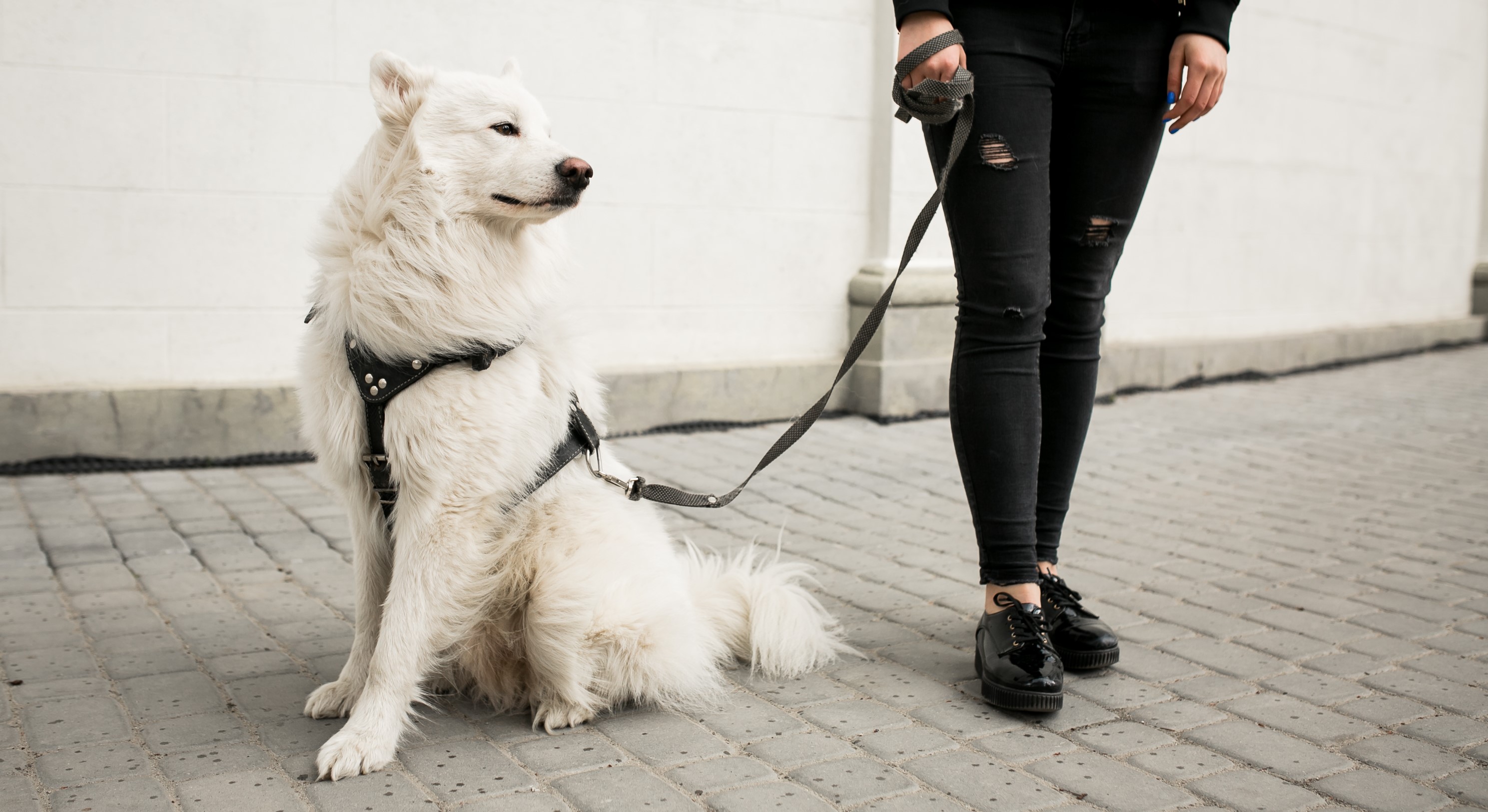 samojed