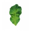 kendall the kale.jpg