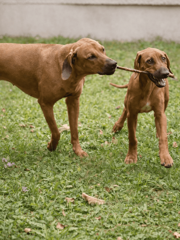 Proč máme doma víc než jednoho psa