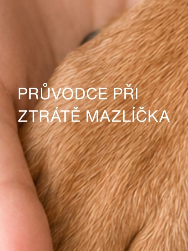 Co dělat při ztrátě mazlíčka? Praktický Průvodce krok za krokem