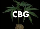 CBG