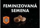 FEMINIZOVANÁ SEMENA