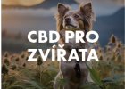 CBD pro zvířata