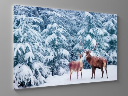 Obraz jelen v zimě 1