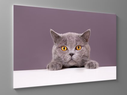 Obraz šedá kočka 1