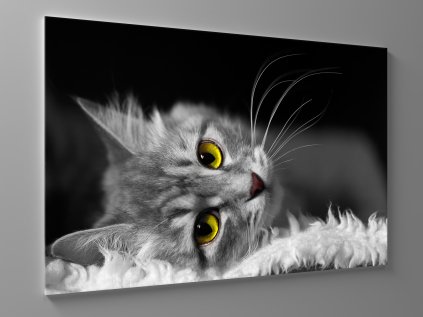 Černobílý obraz kočka 1