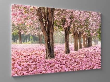 Obraz rozkvetlé růžové květy 1