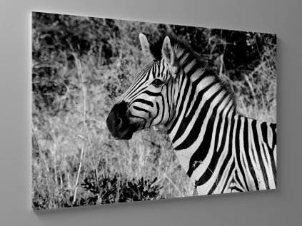 Černobílý obraz zebra 1