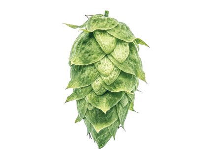 Chmel Super Styrian Aurora (Perle) T45, Alfa 10%,2023, 5 kg