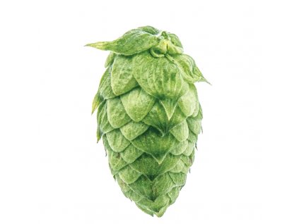 Chmel Styrian Golding Savinjsky Golding, Alfa 3,22%,2023, 5 kg