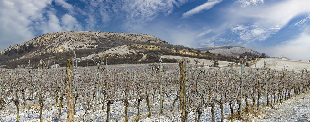 Zimní řez révy vinné jako klíčový zásah ve vinohradnické praxi