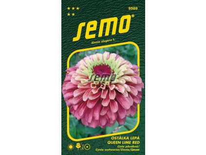 9589 semo kvetiny letnicky ostalka lepa queen lime red