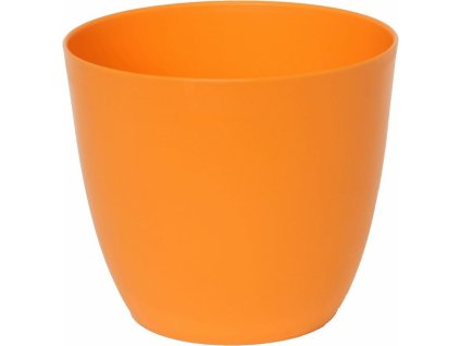 petricie oranzova