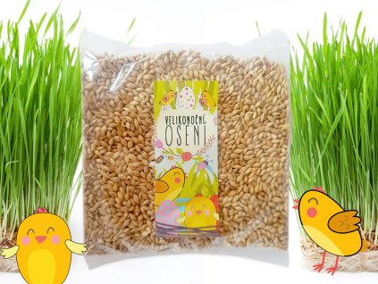 JARNÍ TRAVIČKA - JEČMEN