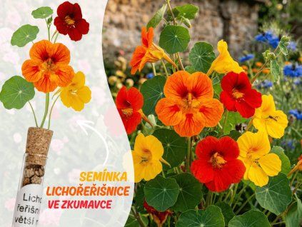 Lichořeřišnice větší mix 1