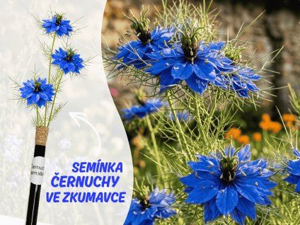 Černucha damašská 1