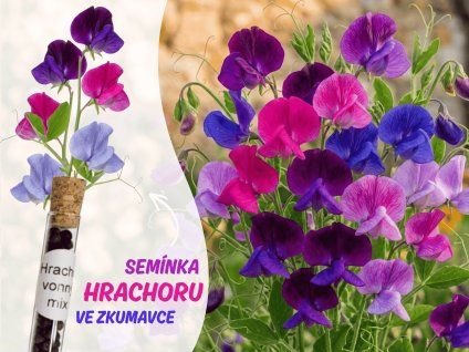 Hrachor vonný mix 1 (1)