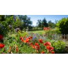 janamihu field of red poppies in a foreground a homestead garde 137fe815 6e7d 4b91 9e5a 8c0c396a8f76