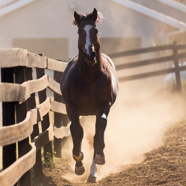 Koncentrované a energetické krmivo pre kone: Ako si vybrať najlepšiu diétu pre vášho koňa?