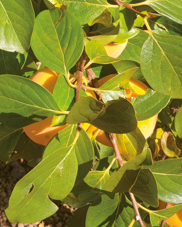 Lisap Garden: a mi környezettudatos választásunk