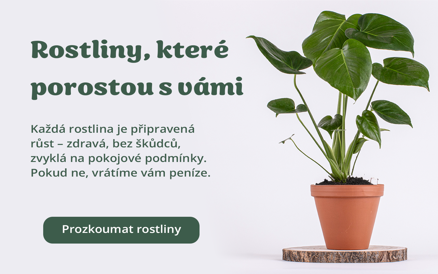 Zdravé rosltiny