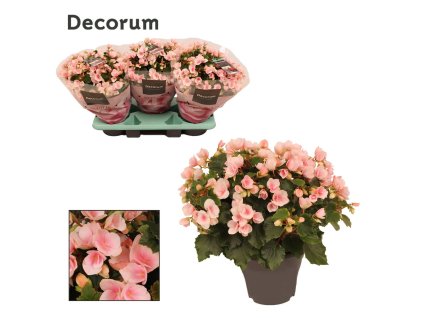 begonia light