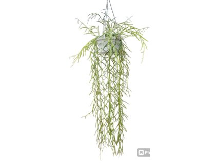 linearis