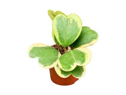 kerri variegata
