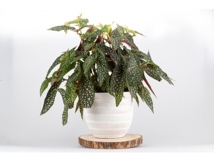 Begonia maculata 'Silver Spot'