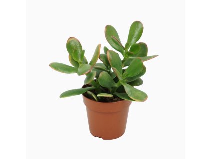 crassula