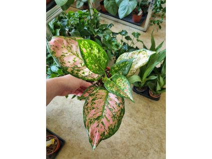 Aglaonema Crimson Love