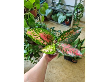 Aglaonema Strawberry Baby M