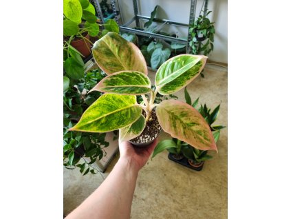 Aglaonema Salmon Fantasy