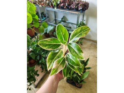 Aglaonema Queen of Siam