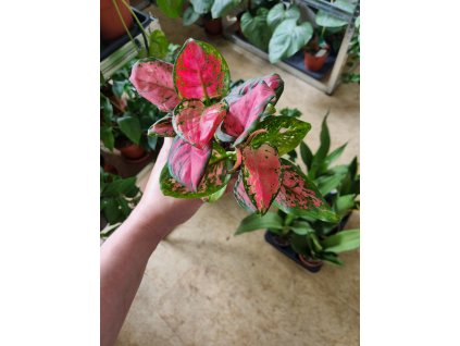 Aglaonema Crimson Love Baby