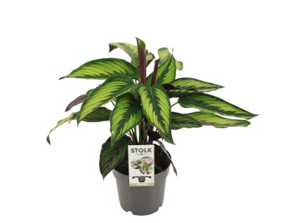 calathea majestica
