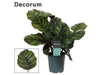 fasciata