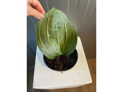 hoya latifolia big