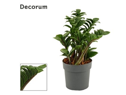 zamioculcas zenzi M